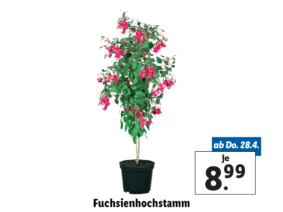 Fuchsienhochstamm 