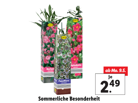 Sommerliche Besonderheit 