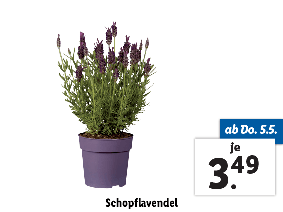 Schopflavendel 