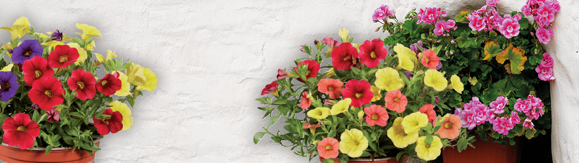 Blumen & Pflanzen