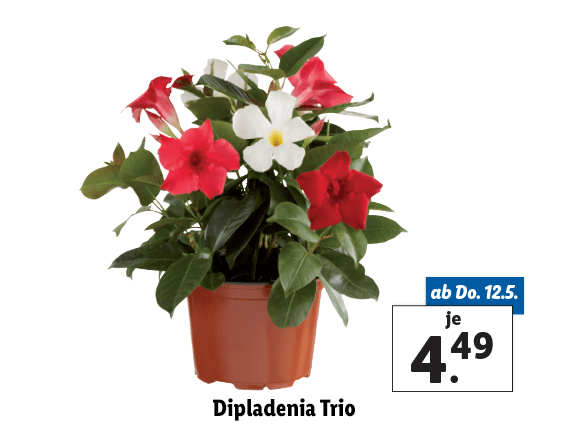 Dipladenia Trio