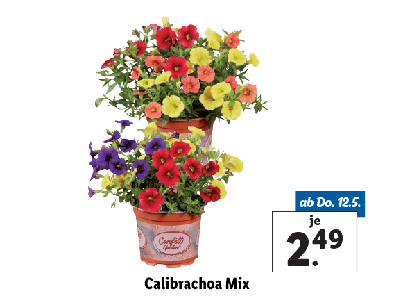 Calibrachoa Mix