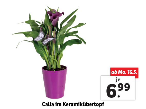 Calla im Keramikübertopf 