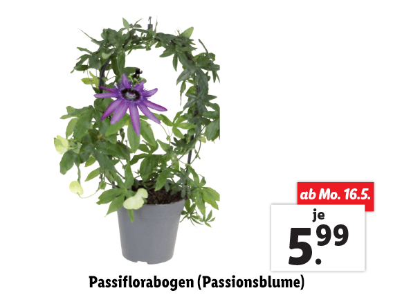 Passiflorabogen (Passionsblume) 