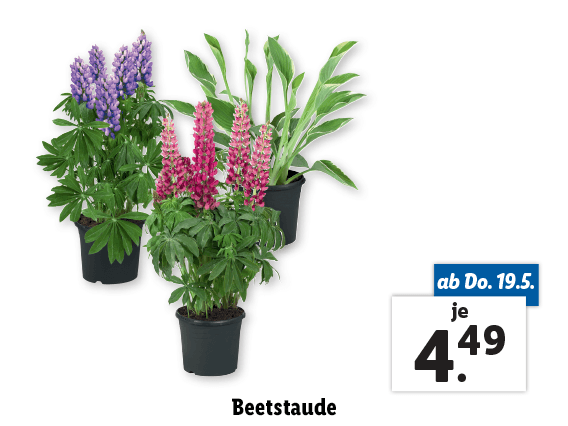 Beetstaude