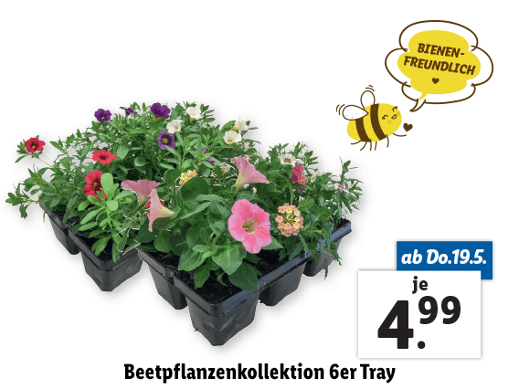 Beetpflanzenkollektion 6er Tray 