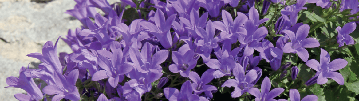 Blumen & Pflanzen