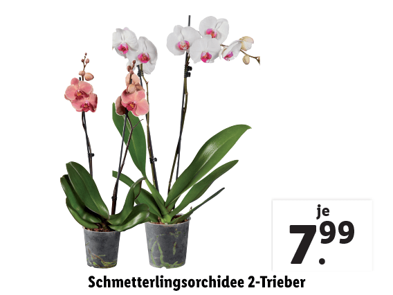  Schmetterlingsorchidee 2-Trieber