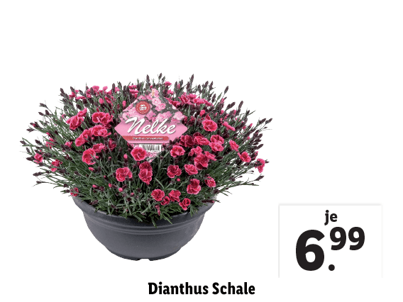 Dianthus Schale 