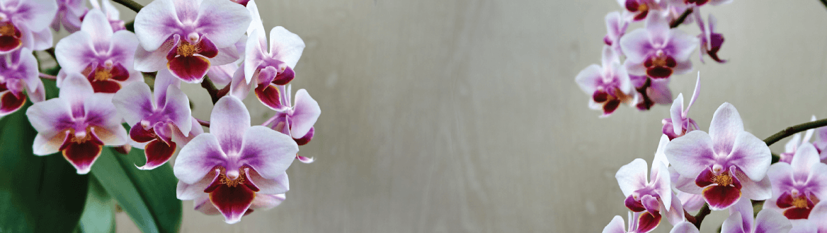 Blumen und Pflanzen