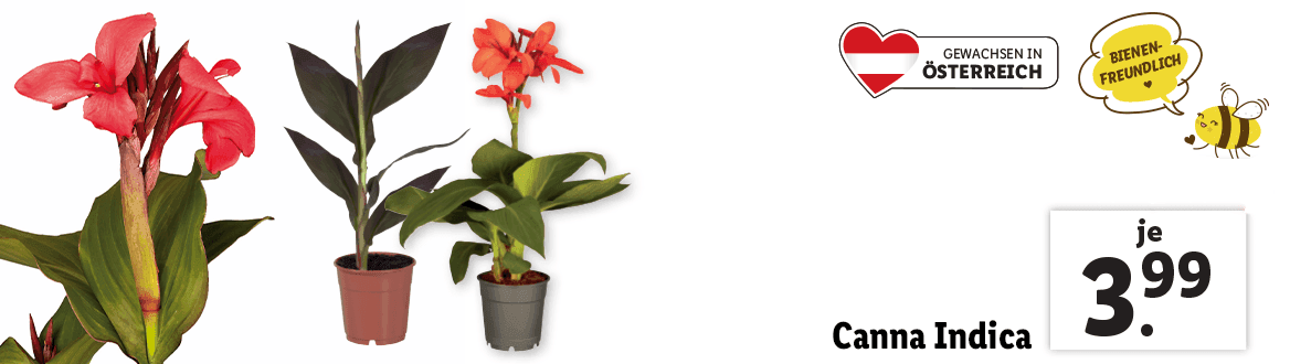 Canna Indica 