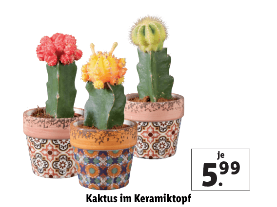 Kaktus im Keramiktopf 