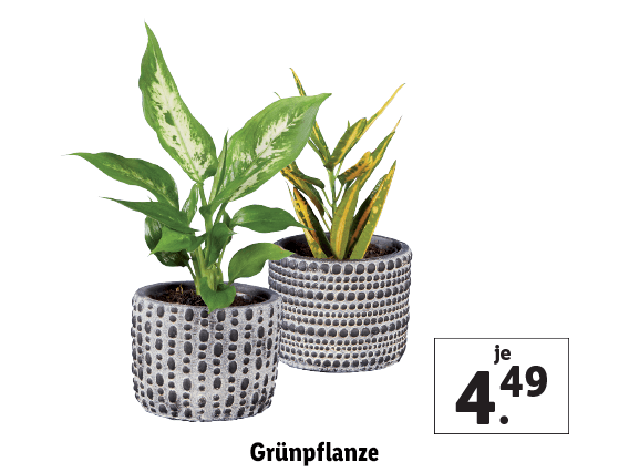 Grünpflanze 