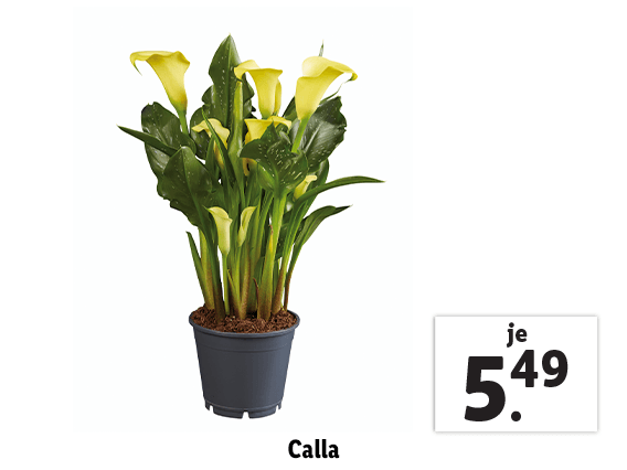 Calla 