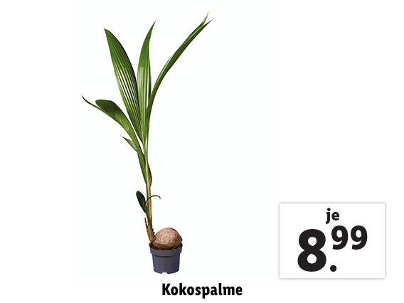 Kokospalme 