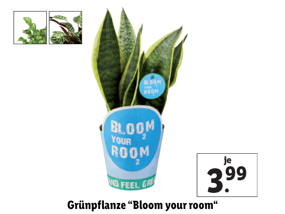 Grünpflanze “Bloom your room“ 