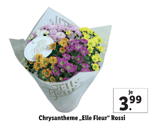  Chrysantheme „Elle Fleur“ Rossi