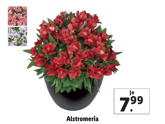 Alstromeria 