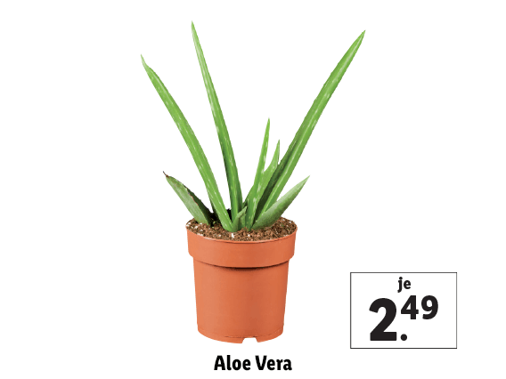 Aloe Vera 