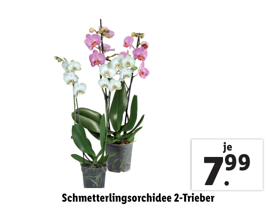 Schmetterlingsorchidee 2-Trieber 