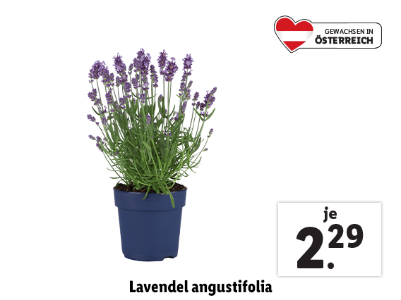 Lavendel angustifolia 