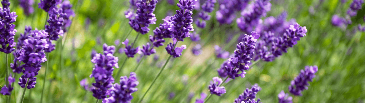 Blumen & Pflanzen