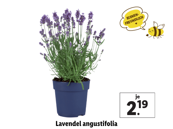 Lavendel angustifolia 