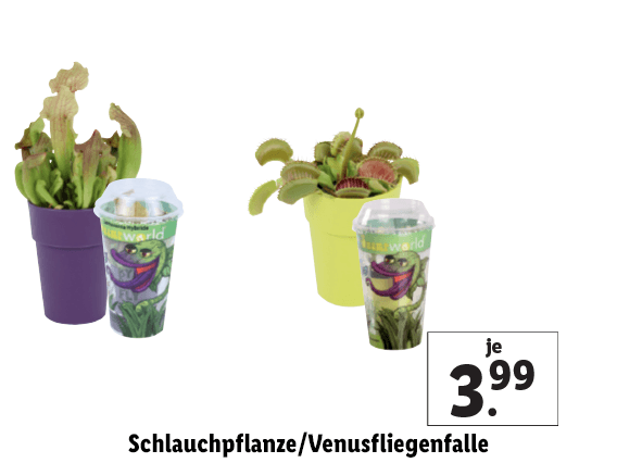 Schlauchpflanze/Venusfliegenfalle 