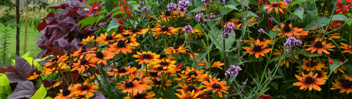 Blumen & Pflanzen