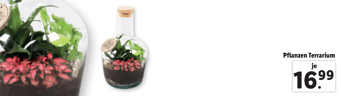  Pflanzen Terrarium 