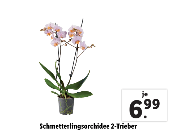 Schmetterlingsorchidee 2 Trieber 