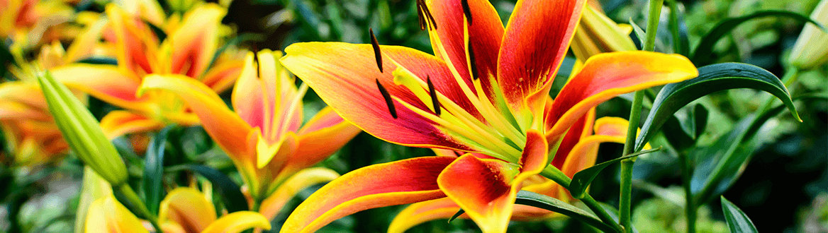 Blumen & Pflanzen
