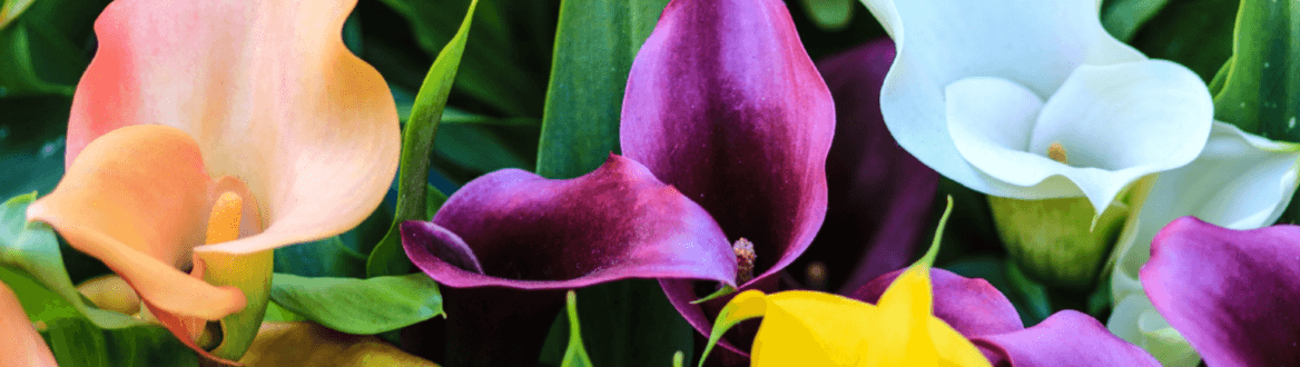 Blumen & Pflanzen zum Lidl Preis