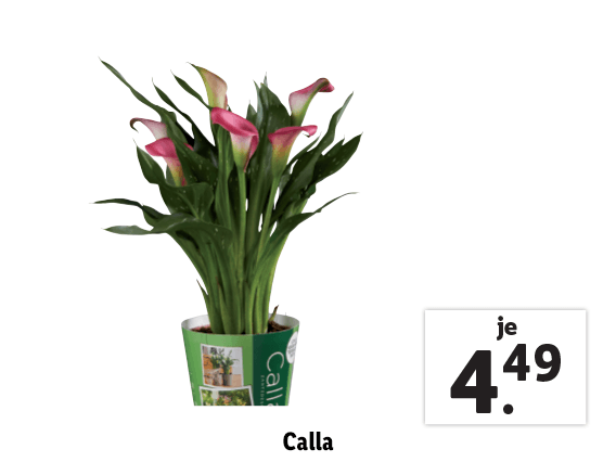 Calla