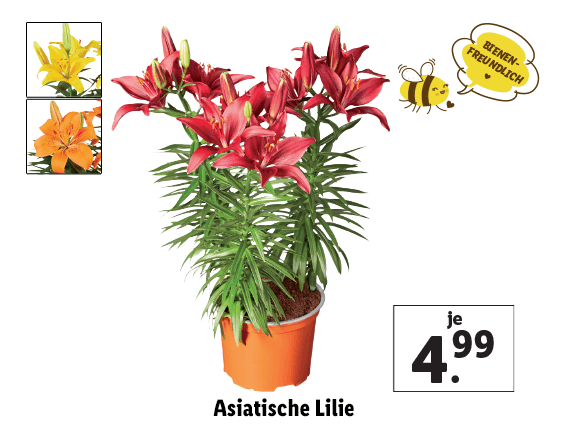 Asiatische Lilie 