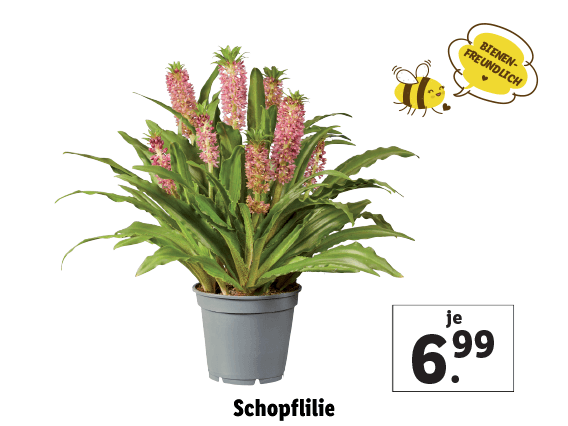 Schopflilie 