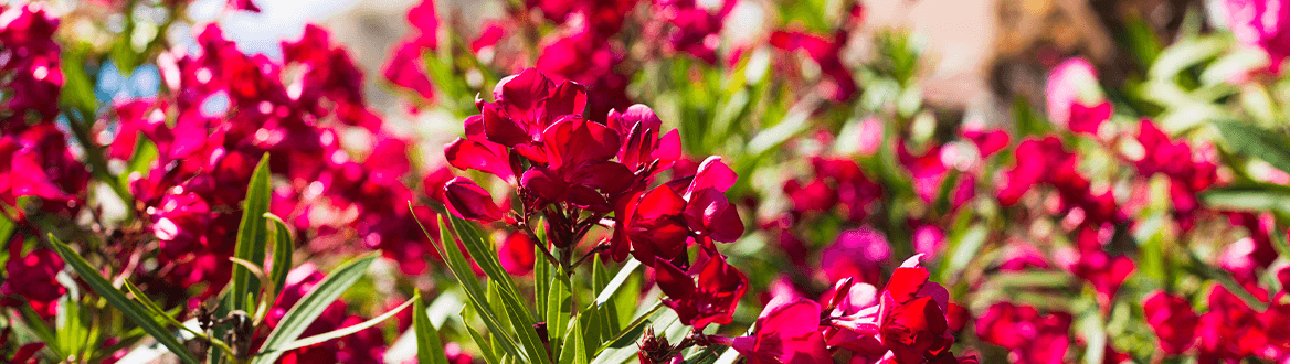 Blumen & Pflanzen