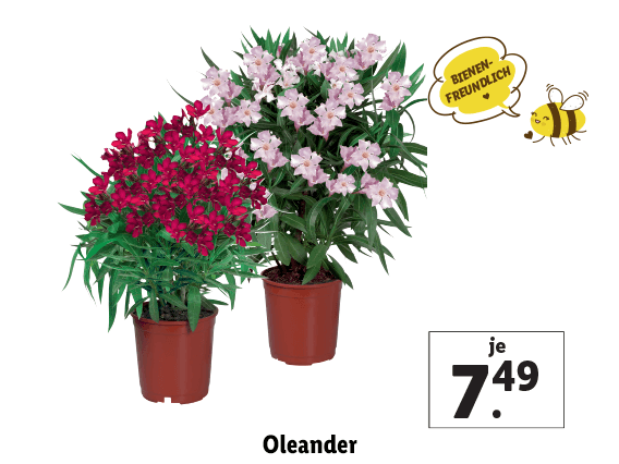 Oleander 