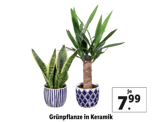 Grünpflanze in Keramik 