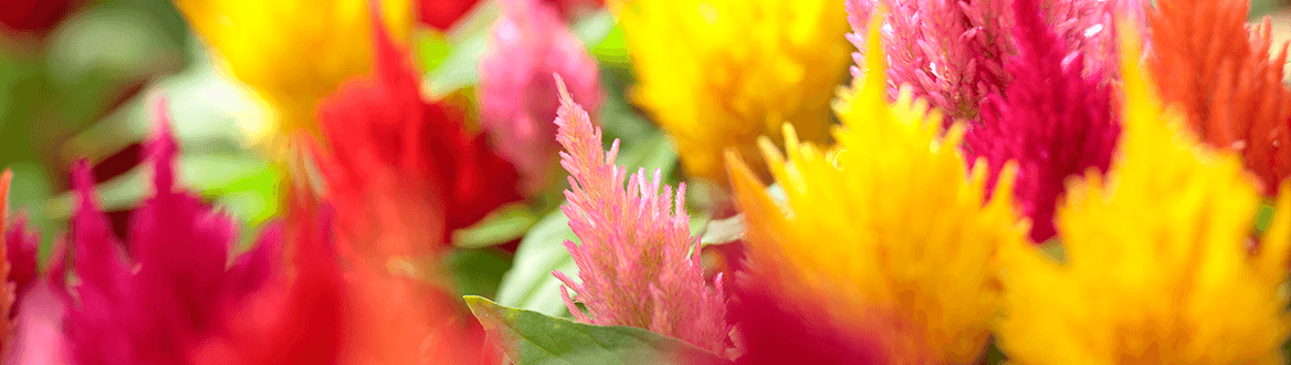 Blumen & Pflanzen