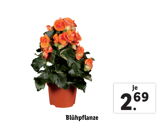  Blühpflanze 