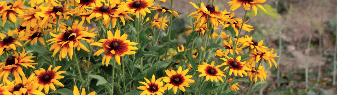 Blumen & Pflanzen