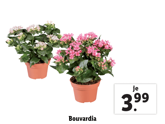 Bouvardia 