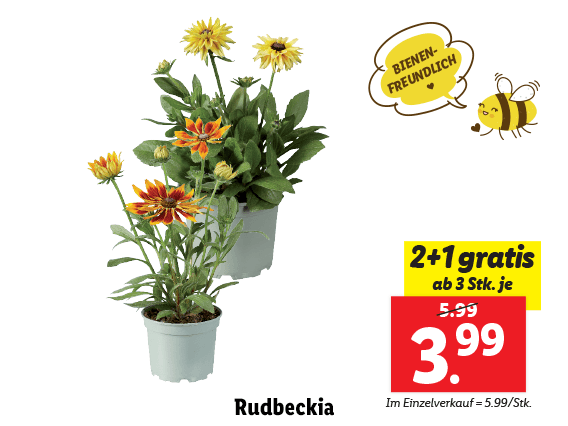Rudbeckia