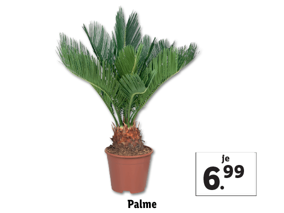 Palme 