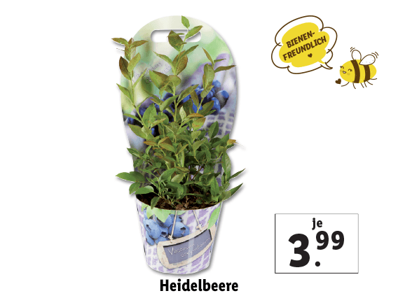 Heidelbeere 