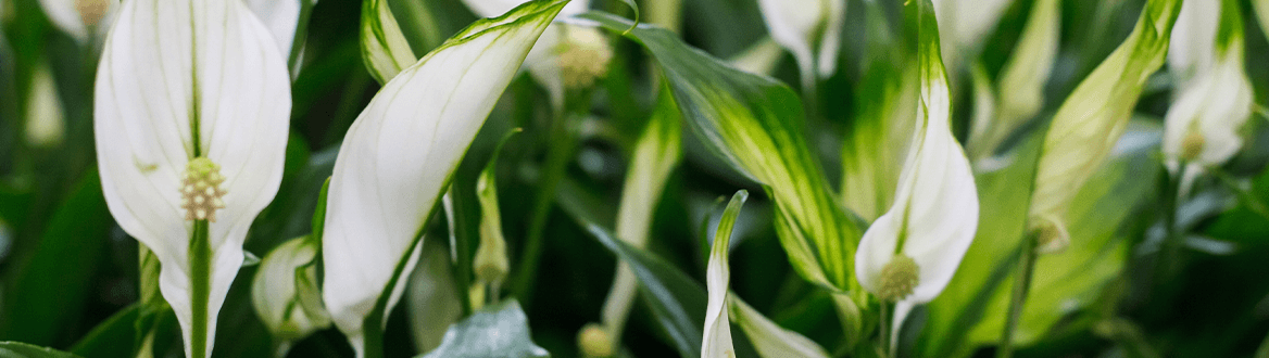 Blumen & Pflanzen