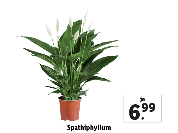  Spathiphyllum