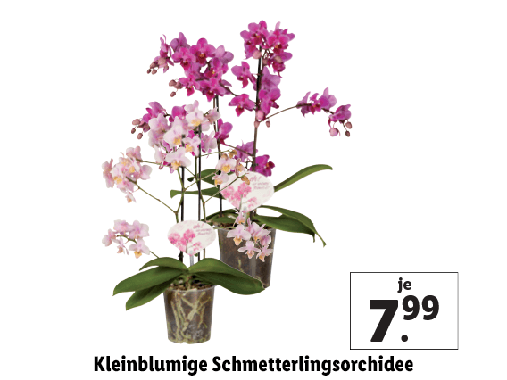Kleinblumige Schmetterlingsorchidee 