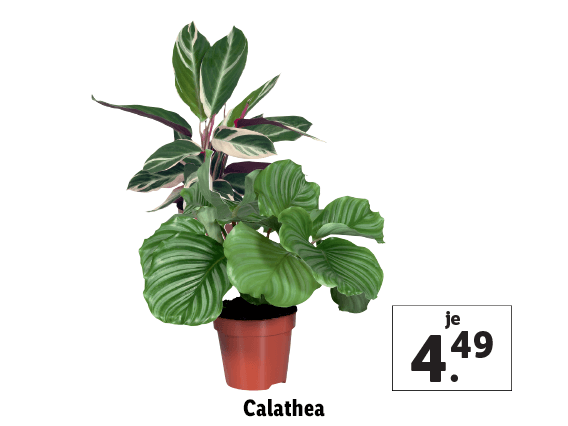 Calathea